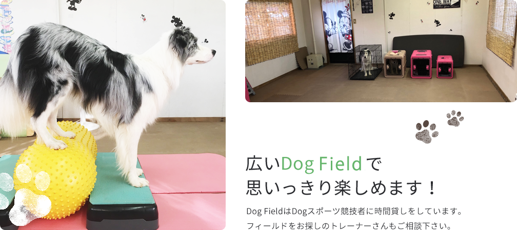 広いDog Runで思いっきり楽しめます！